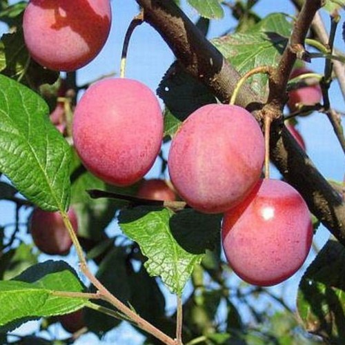 Prunus domestica 'Victoria' - Aed-ploomipuu 'Victoria' С6/6L